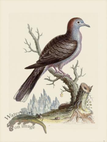 Edwards 016 Barred Dove